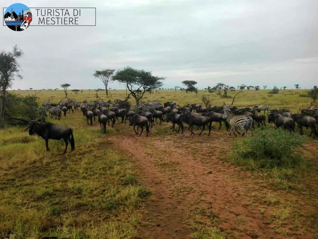 Safari-Tanzania-Grande-Migrazione-Serengeti-