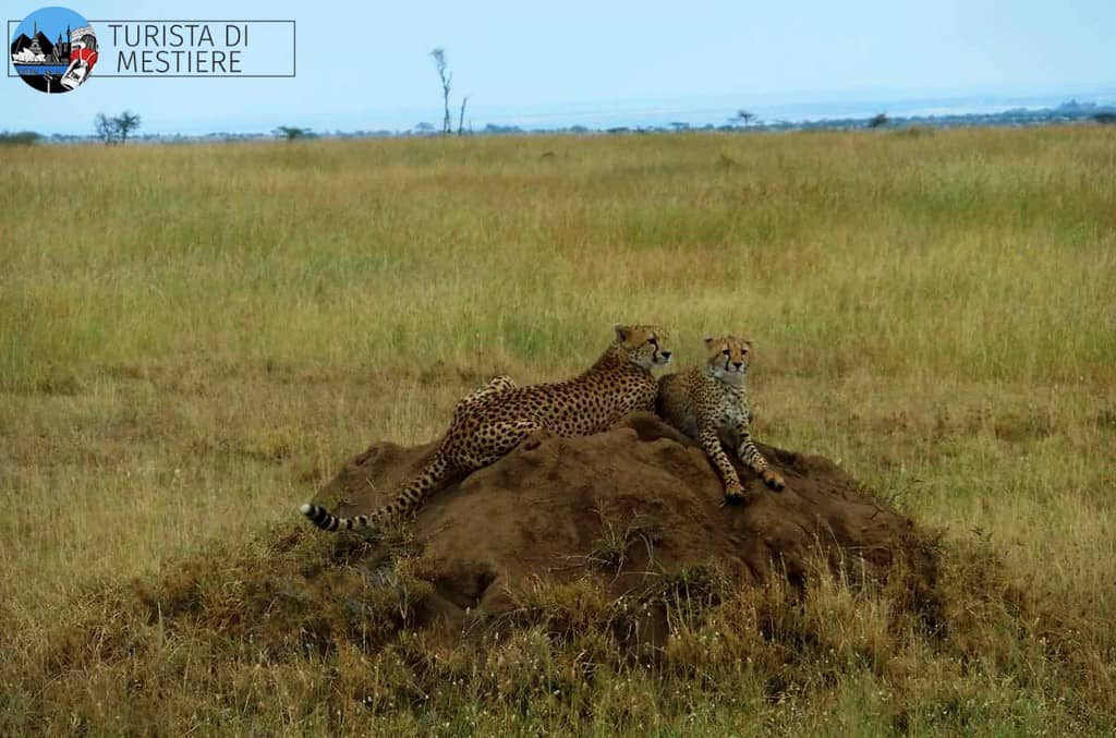 Safari-Tanzania-Serengeti-