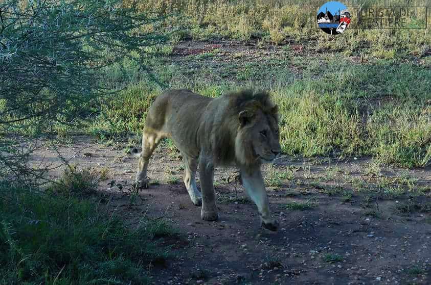 Safari-Tanzania-Serengeti-Park-