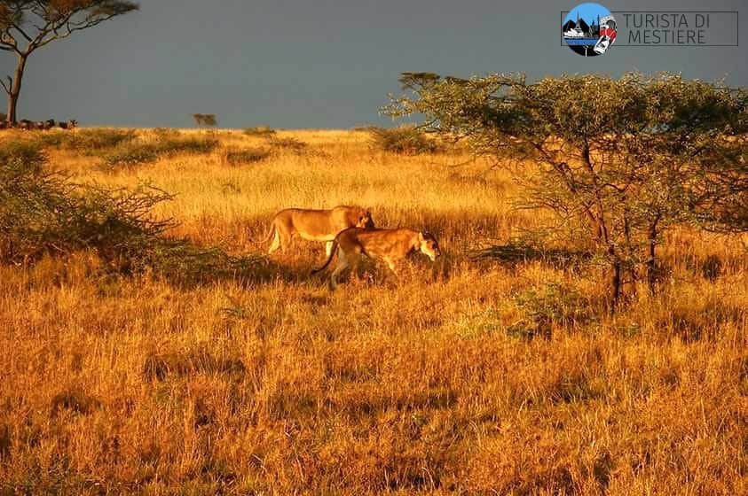 Safari-Tanzania-Serengeti-Park