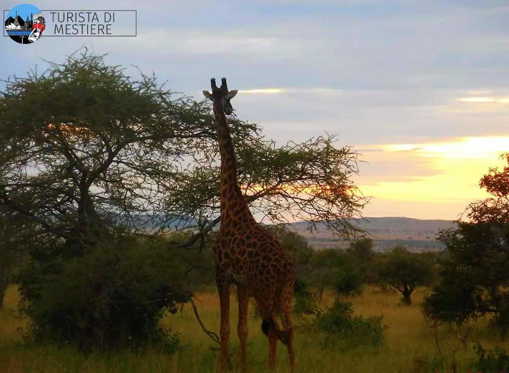 Safari-Tanzania-Serengeti