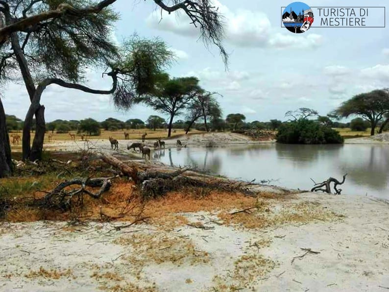 Safari-Tanzania-Tarangire-Park