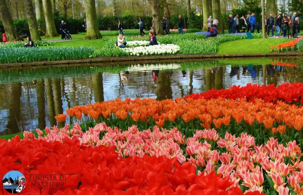 Tulipani Amsterdam