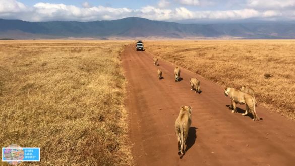 Safari Tanzania Agosto Ngorongoro
