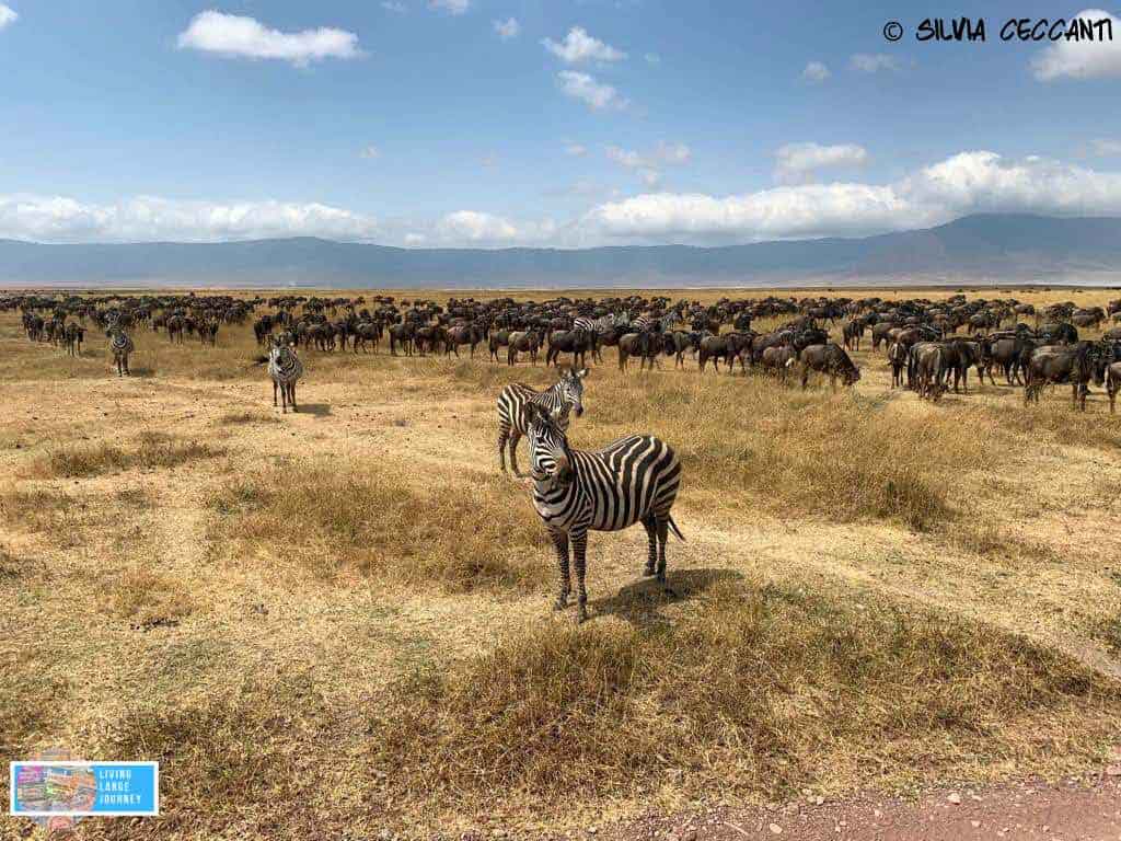Safari_Tanzania_Agosto_Ngorongoro-zebra