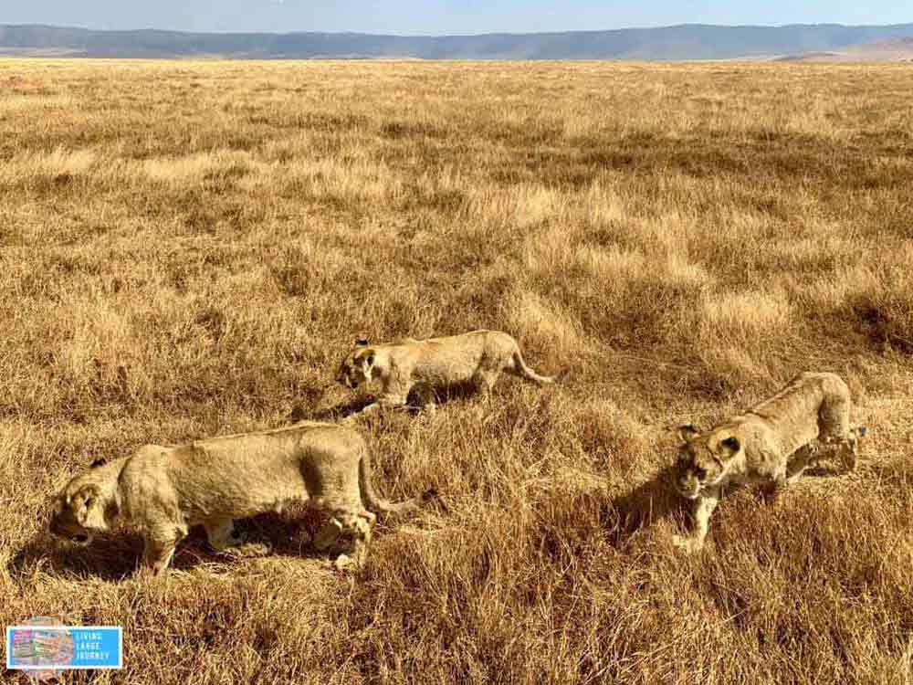 Safari_Tanzania_Agosto_Ngorongoro