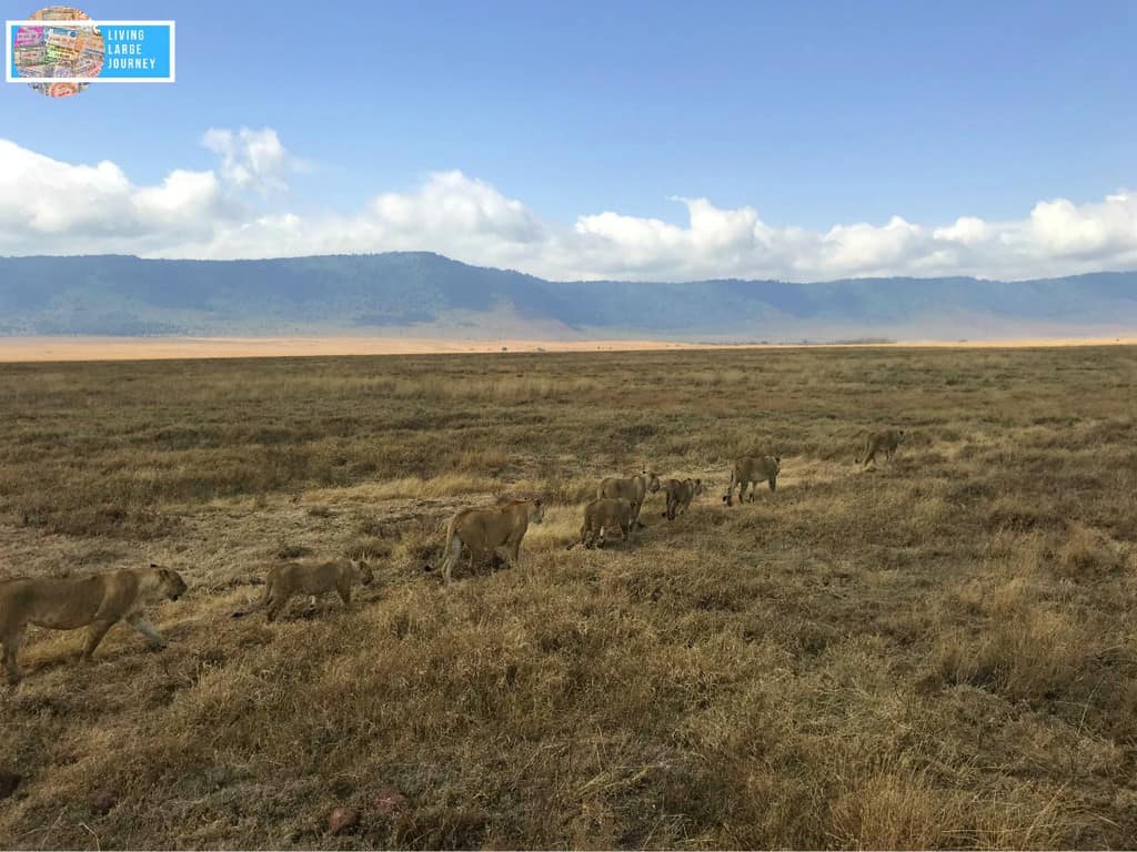 Safari_Tanzania_Agosto_Ngorongoro_Leonesse