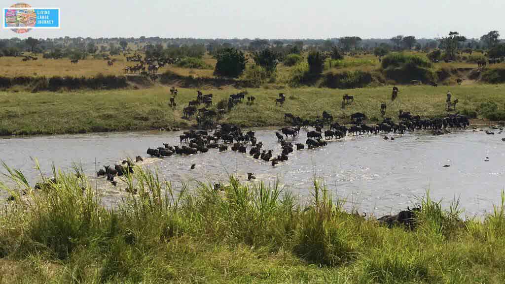 Safari_Tanzania_Agosto_Serengeti_migrazione