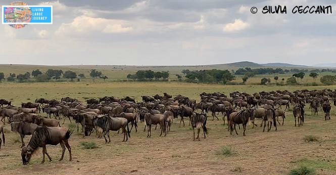 Safari_Tanzania_Agosto_Serengeti_migrazione_