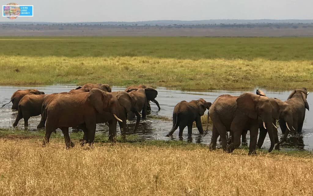 Safari_Tanzania_Agosto_Tarangire