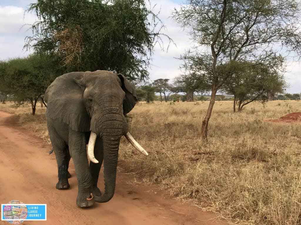 Safari_Tanzania_Agosto_Tarangire