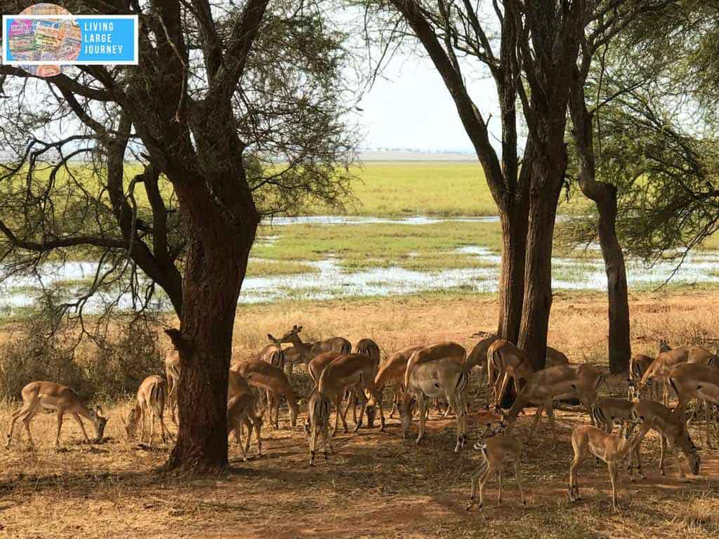 Safari_Tanzania_Agosto_Tarangire