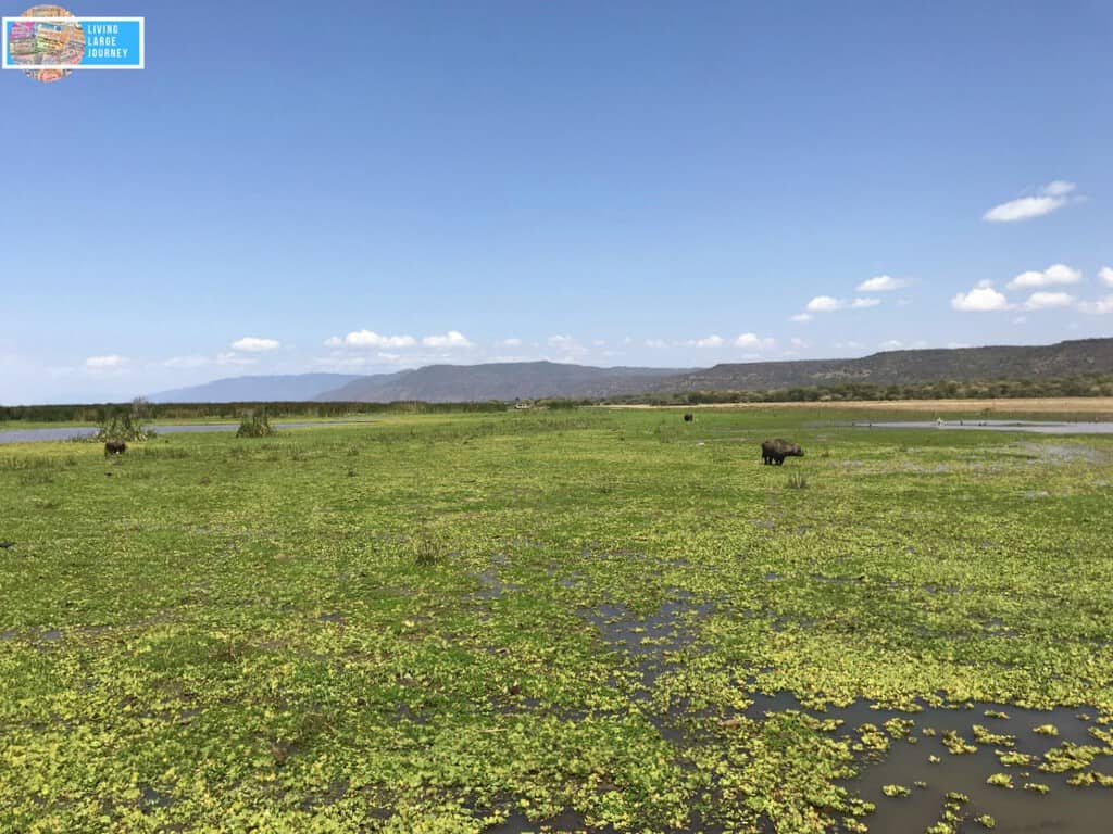 Safari_Tanzania_Agosto_lake Manyara