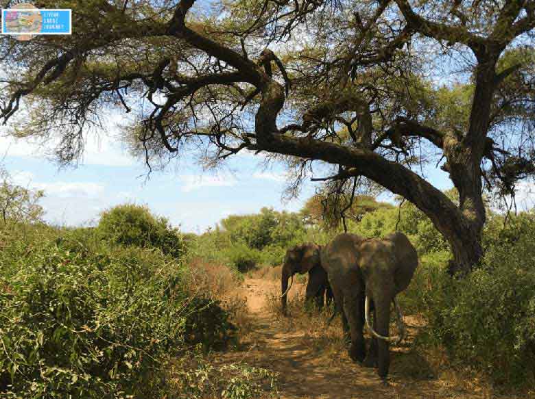 Incontri ravvicinati con uno dei big five africani nel Lake Manyara