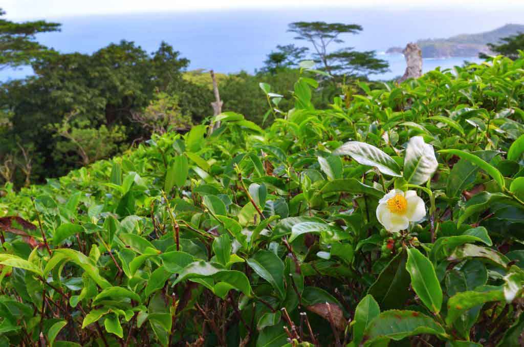 Piantagioni di tè vista oceano a Mahé