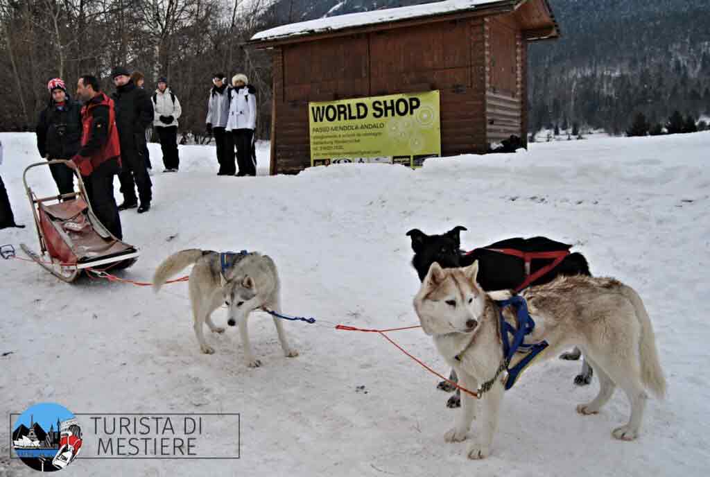 Sleddog-trentino