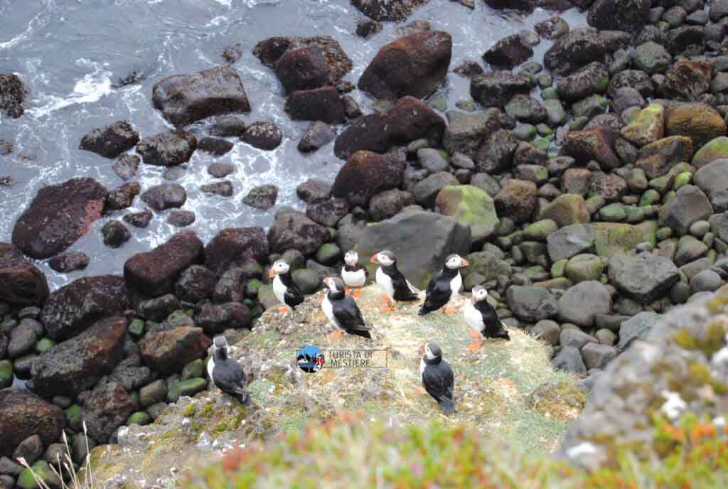 islanda-10-giorni-agosto-dove-avvistare-puffins