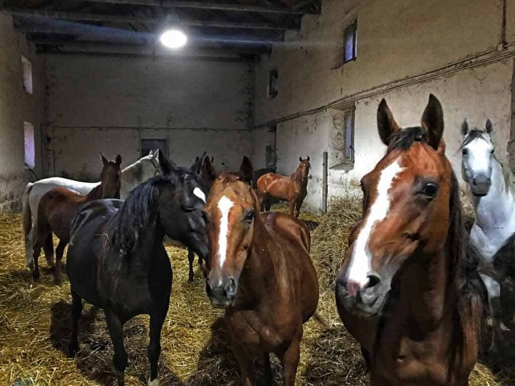 Cavalli-Persano-Carditello