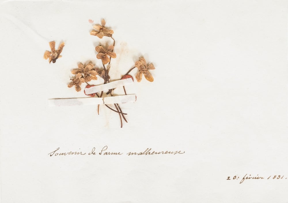 Maria Luigia viole Museo Glauco Lombardi