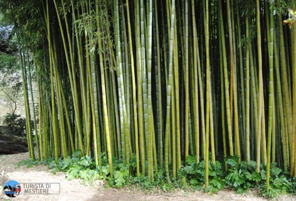 Giardino-di-ninfa-Sorgente-di-bambu