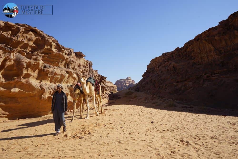 camel tour wadi rum