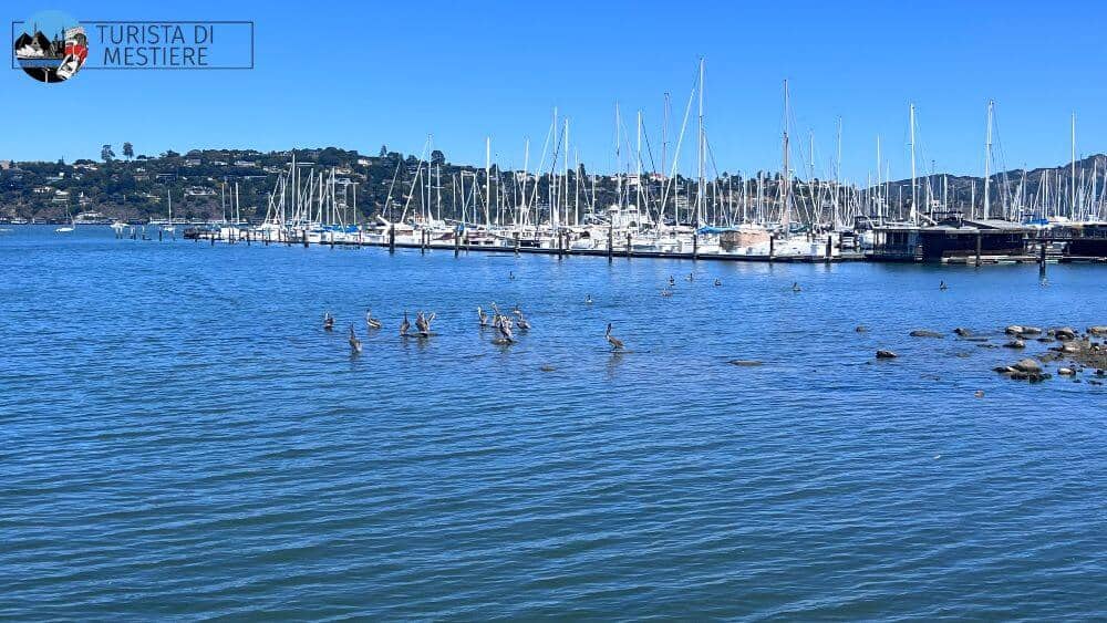 sausalito-yacht-club