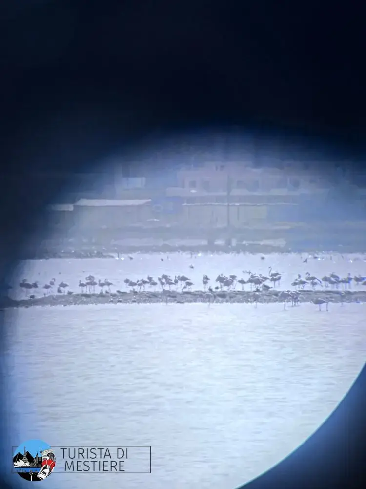 La colonia di fenicotteri di Cagliari nel parco Molentargius Saline