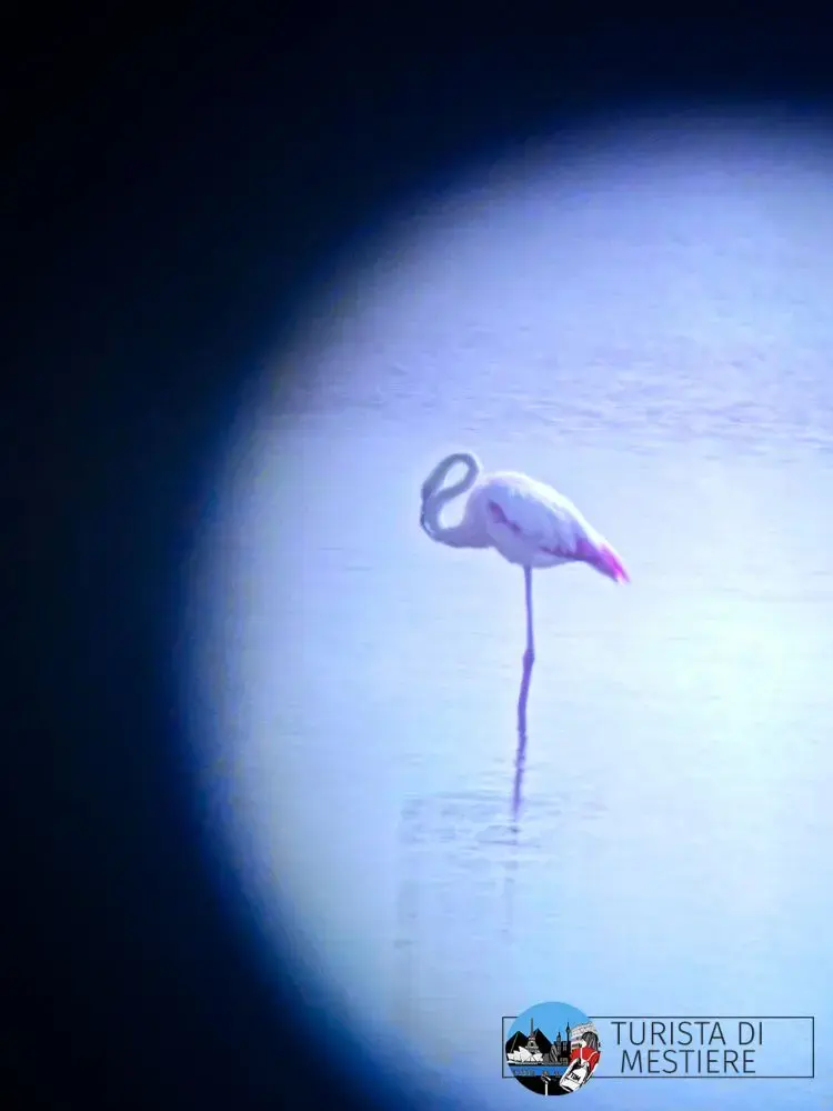 Un fenicottero nel parco Molentargius Saline