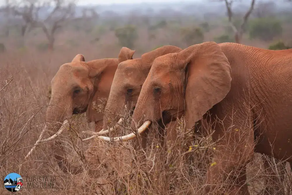 Gli elefanti rossi dello Tsavo West