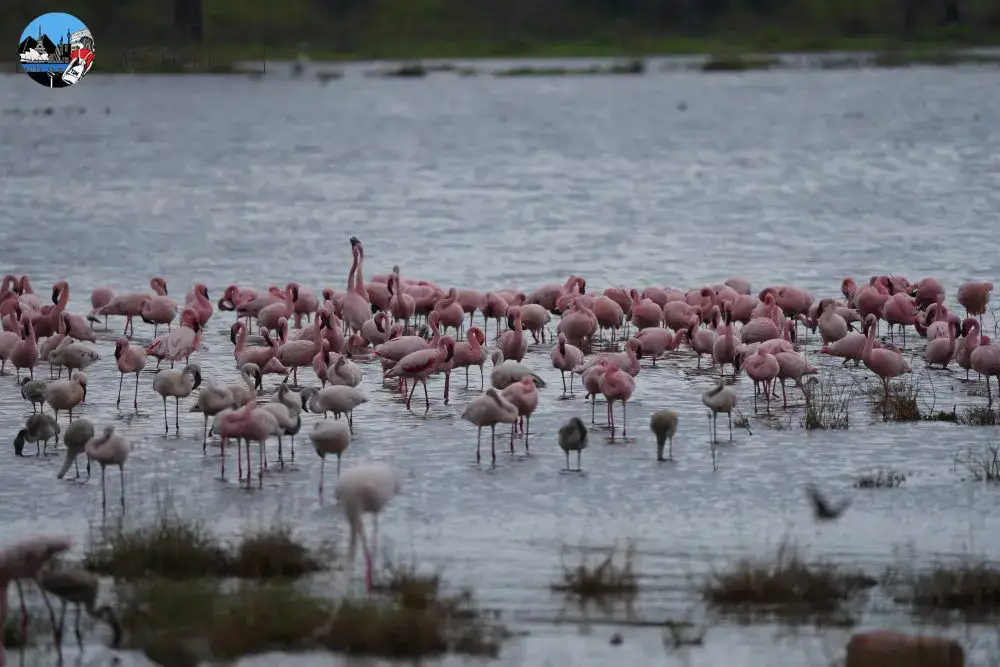 kenya-ad-agosto-fenicotteri rosa