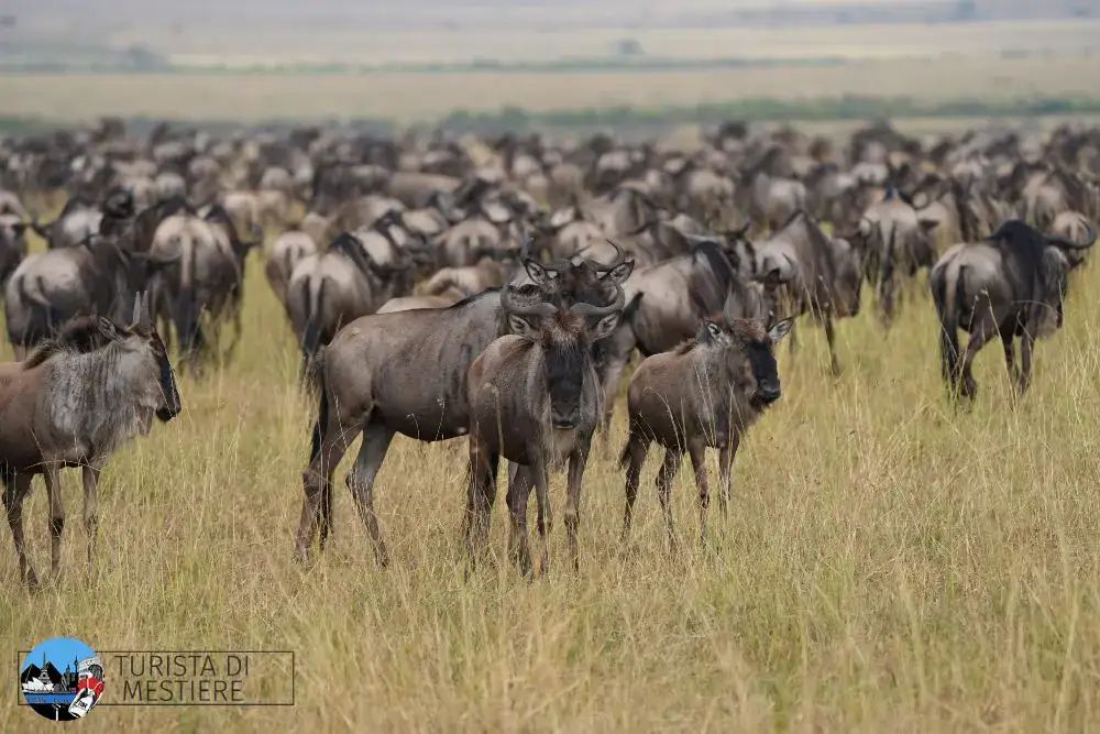 kenya-ad-agosto-gnu