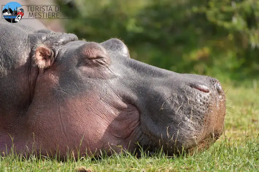Un ippopotamo al sole al Naivasha