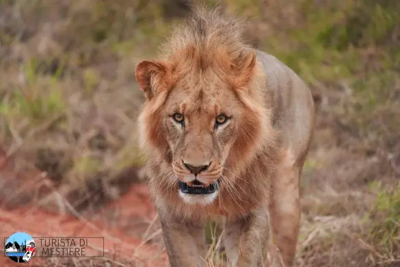 kenya-ad-agosto-leone- kenya-ad-agosto-leone-