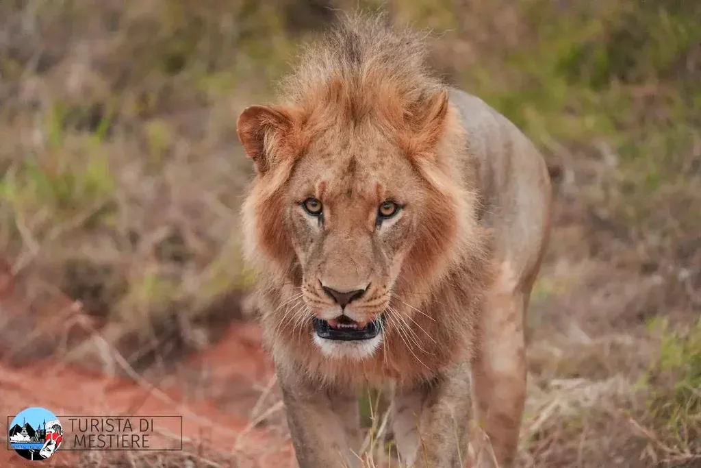 kenya-ad-agosto-leone- kenya-ad-agosto-leone-