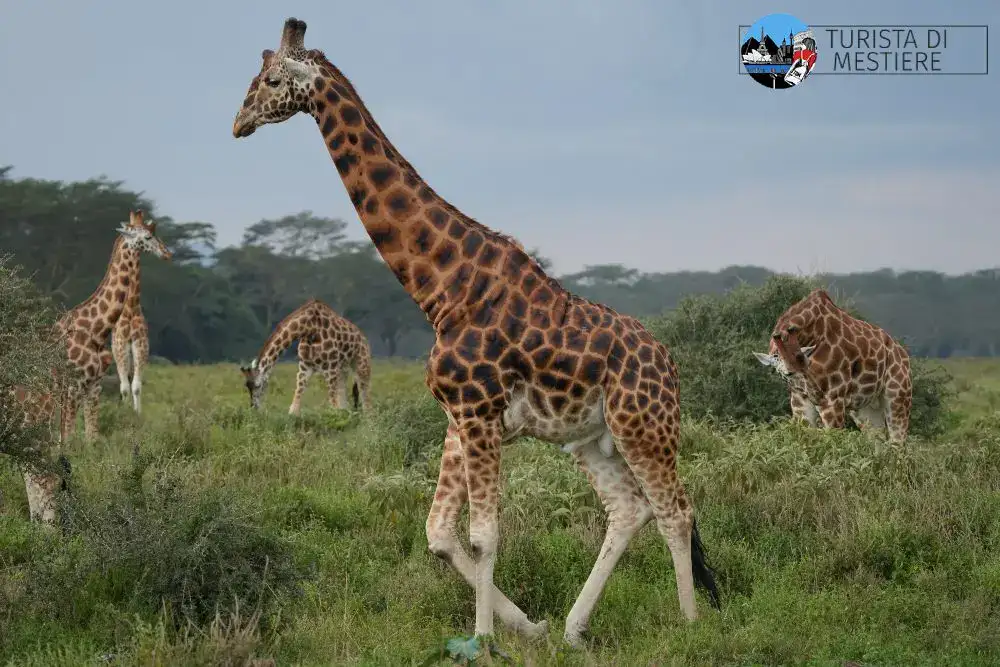 kenya-af-agosto-giraffe
