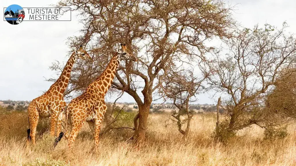 safari in africa ad agosto Giraffe nello Tsavo Est Kenya