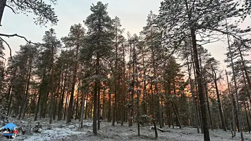 Trekking nella taiga finlandese
