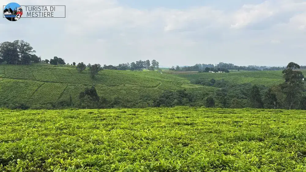 Piantagioni di te Uganda