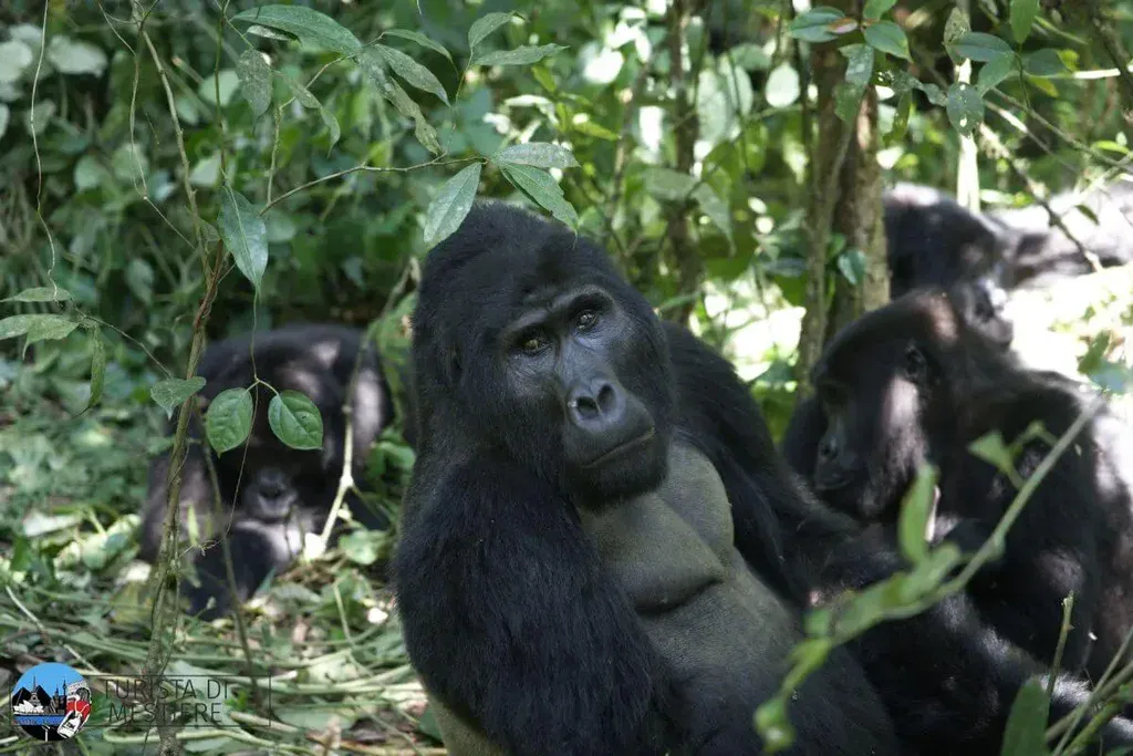 Uganda Bwindi Forest SilverBack e famiglia