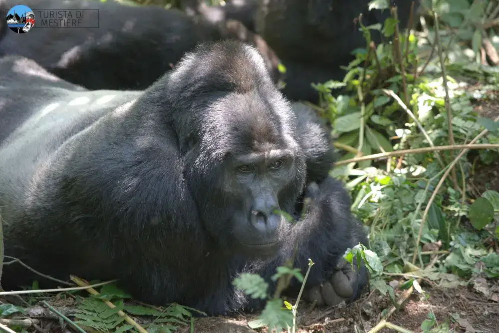 Uganda Bwindi Forest gorilla Silverback