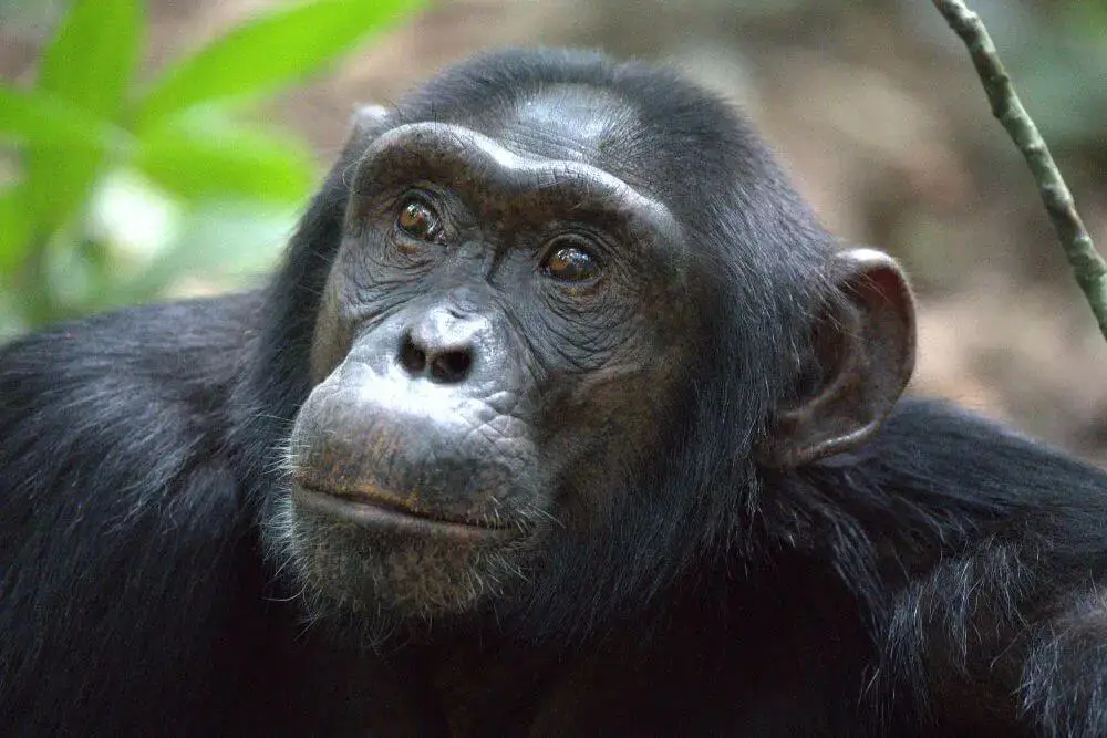 Uganda Kibale Forest scimpanze