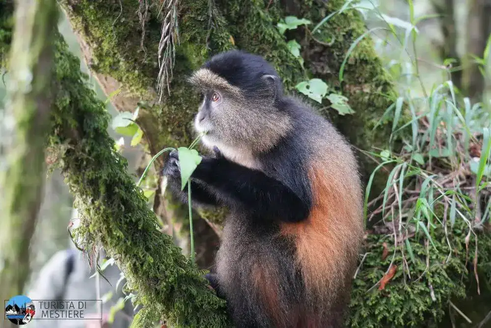 Uganda Mgahinga Park Golden Monkey