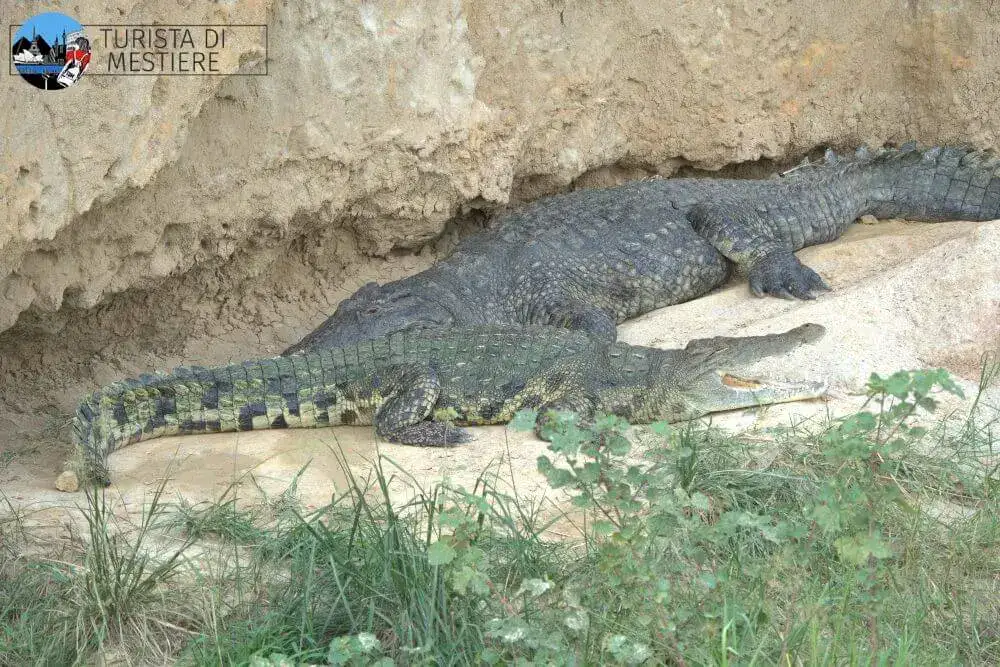 Uganda Murchison Falls Park coccodrilli