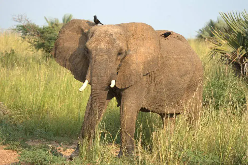 Uganda Murchison Falls Park elefante con bufaga beccorosso