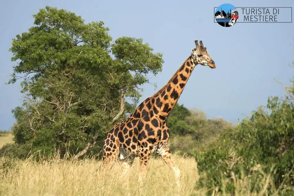 Uganda Murchison Falls Park giraffa Rothschild