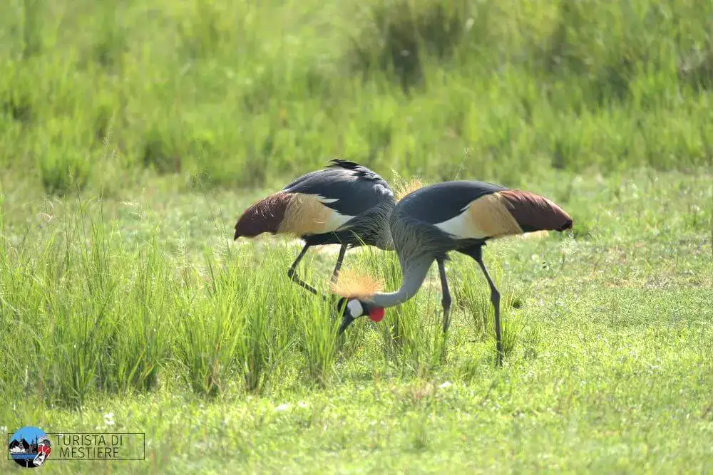 Uganda Murchison Falls Park gru coronata grigia