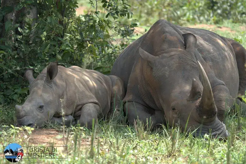 Uganda Ziwa Rhino Sanctuary