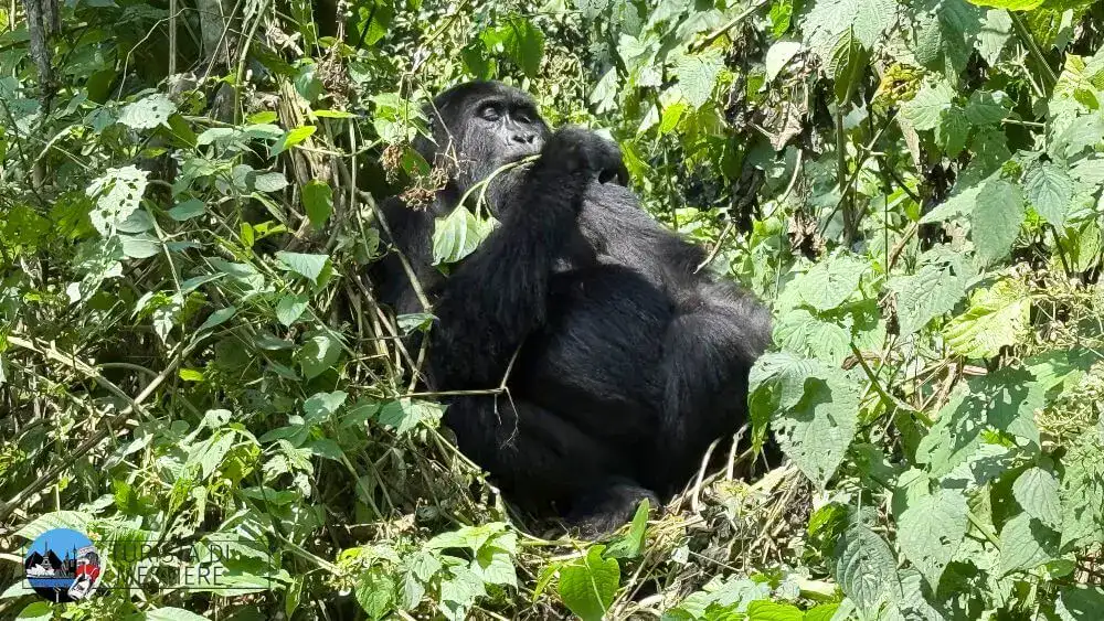 gorilla trek uganda